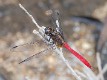 Orthetrum villosovittatum male-3